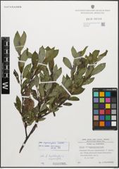 Foto von Salix myrsinifolia Salisb.